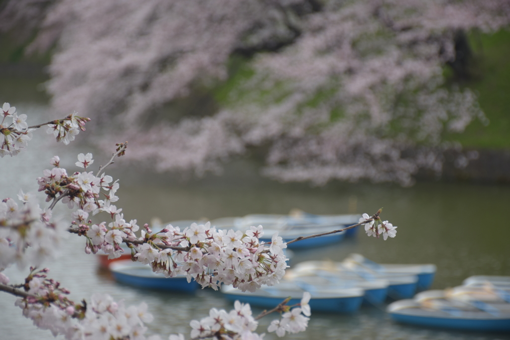 千鳥ヶ淵