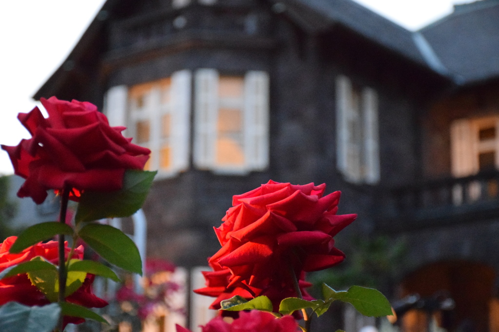 Crimson roses in the twilight.