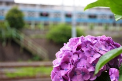 車窓に映るほんのり紫陽花