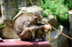 grooming after the hot spring