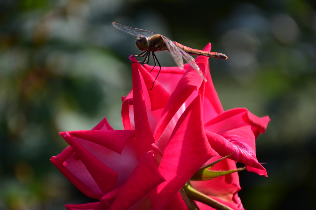 a red dragonfly on a red rose