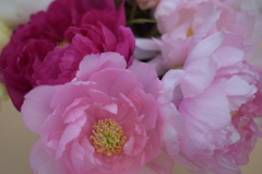 wintertime peony