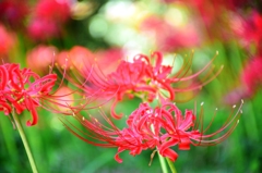 The bright red cluster-amaryllis 