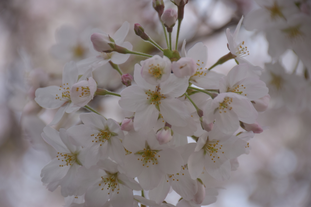 桜につつまれて