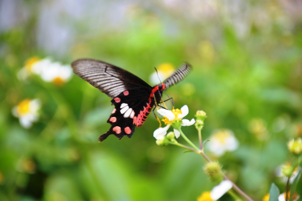 common rose