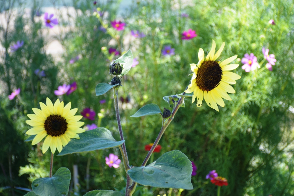 Italian sunflower