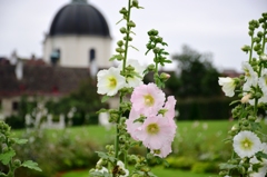 hollyhock against a palace 