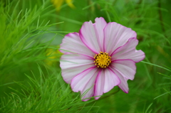 cosmos in Vienna