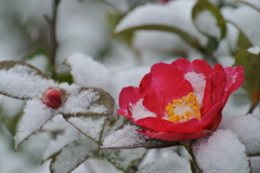 雪つばき