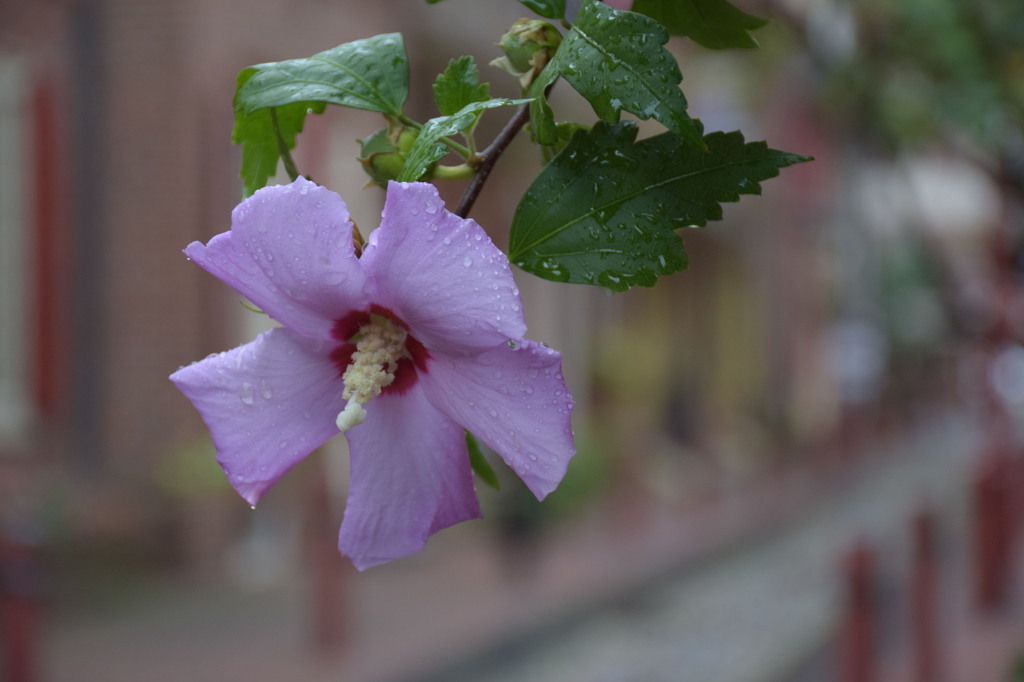 rose mallow