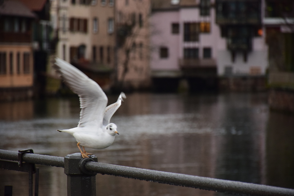 after the rain in Strasbourg