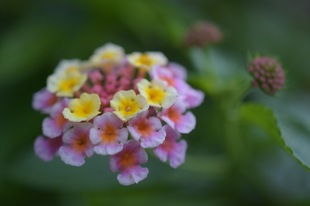 raindrops on the petals