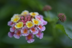 raindrops on the petals
