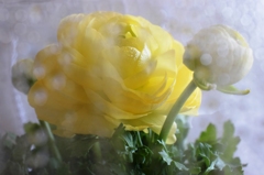 yellow ranunculus 