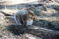 an American squirrel 