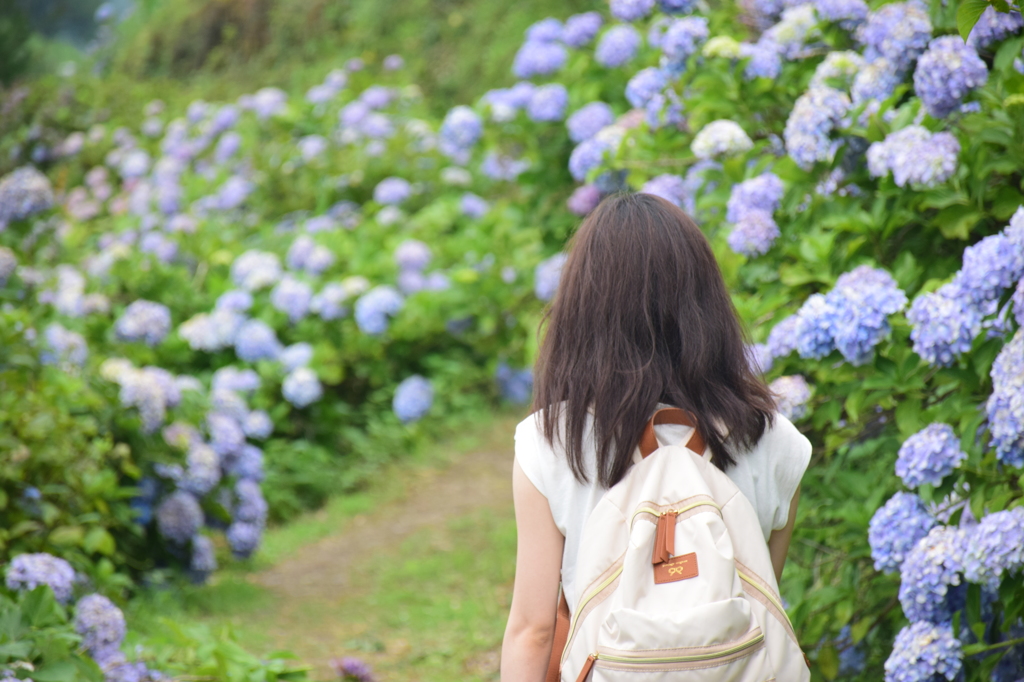 あじさい山