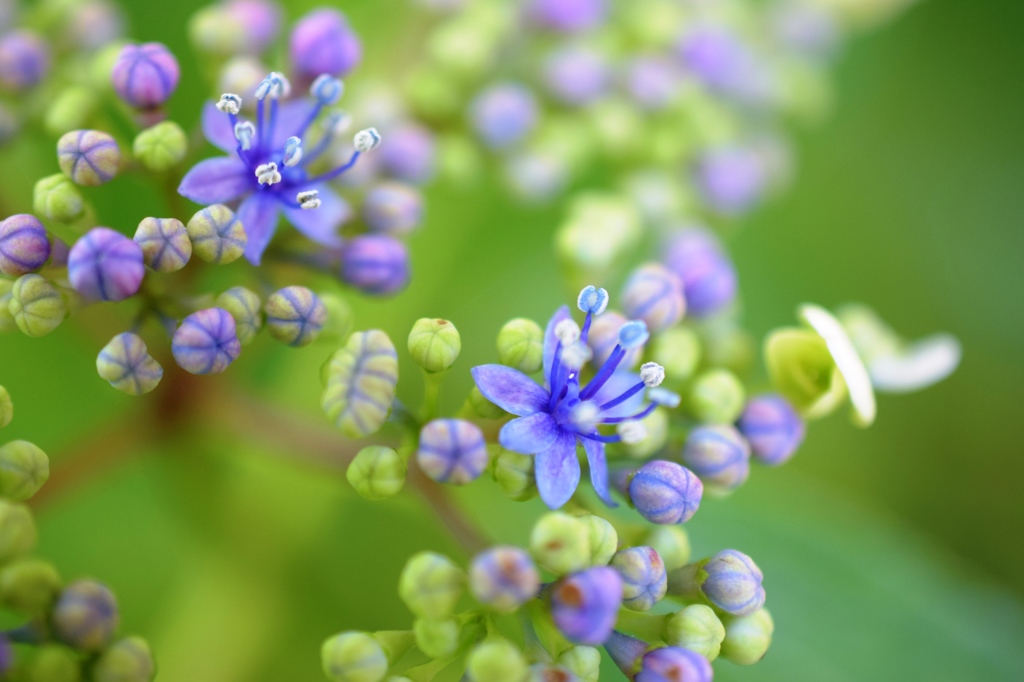 妖精たち（がくあじさいの花）