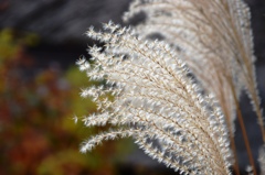 pampas grass