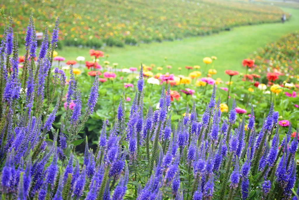 a path with flowers