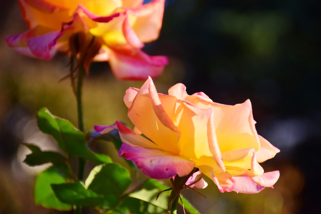 in the setting sun