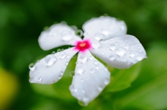 The rain turns into drops on the petals