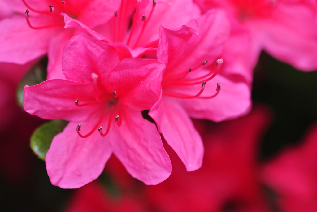 azalea
