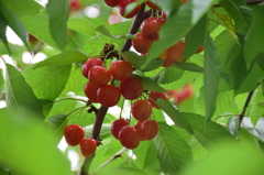 cheerful cherries