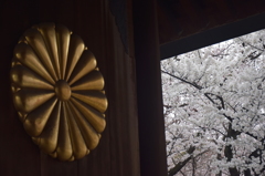 菊の門をくぐると桜