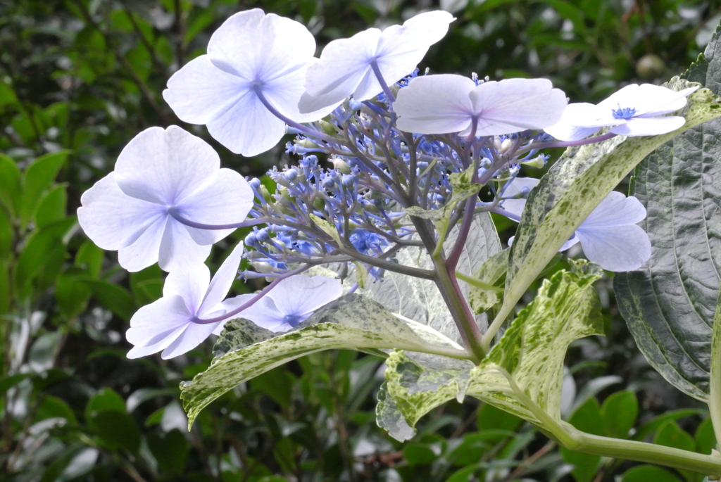 ajisai with spotted leaves