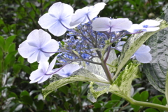 ajisai with spotted leaves