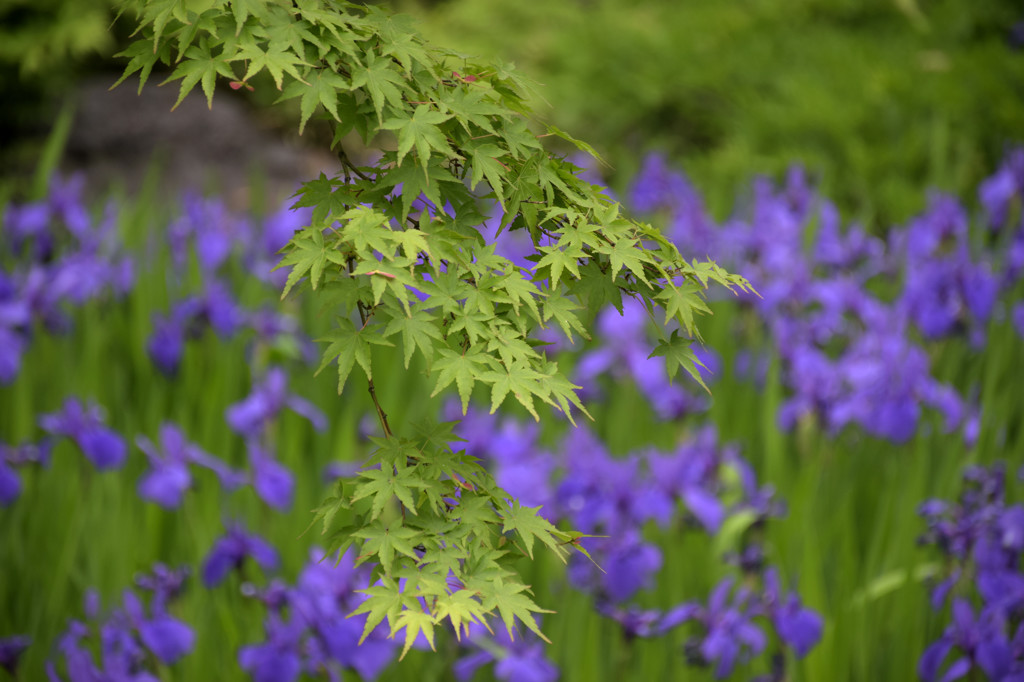 青もみじと燕子花