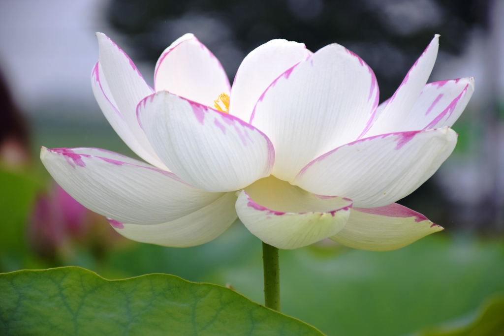 a white lotus flower