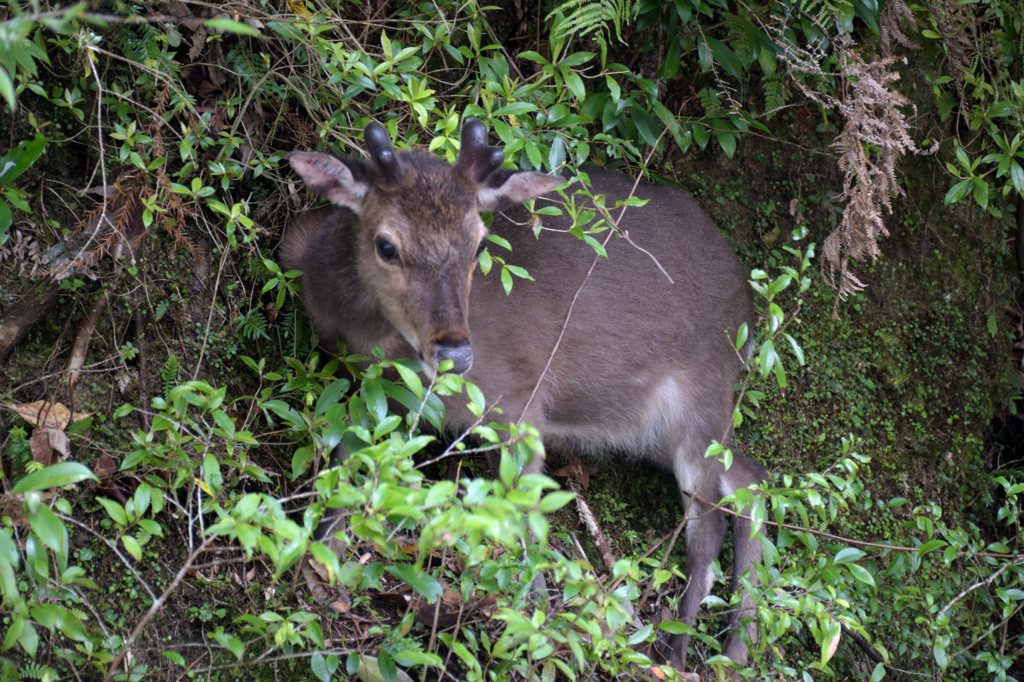 Hello!  deer