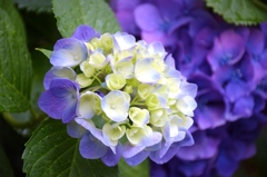 changing the color to deep purple