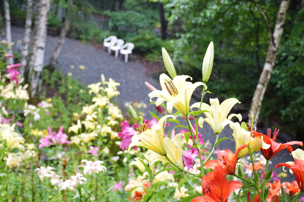 a beautiful path with lilies