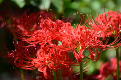 red spider lily