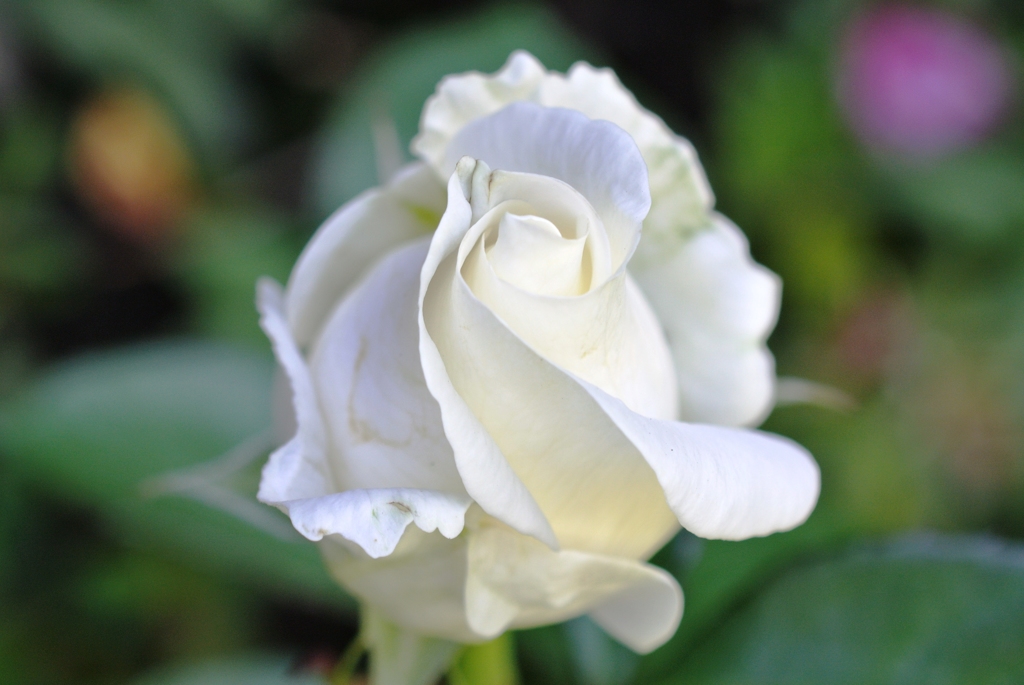 a white rose like a soft ice cream :)