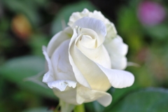 a white rose like a soft ice cream :)