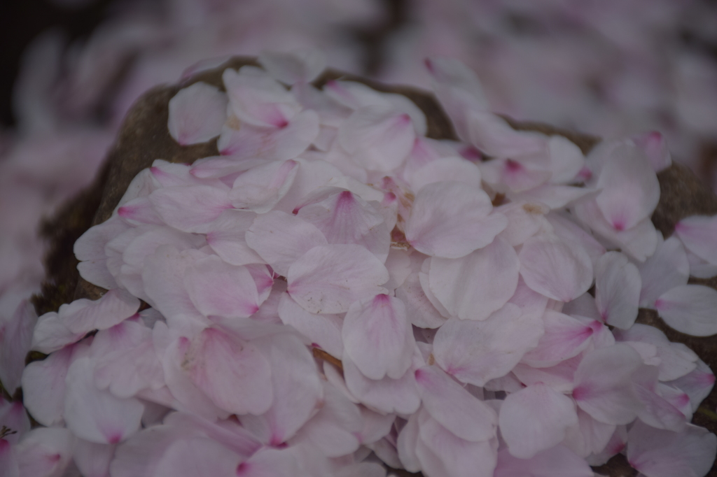 Sakura is over.