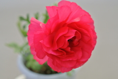 花びらのときめき（ラナンキュラス）