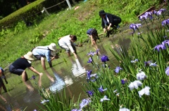 ママたちの田植え
