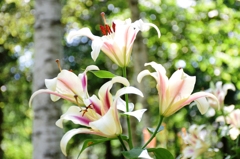 lilies in the afternoon.