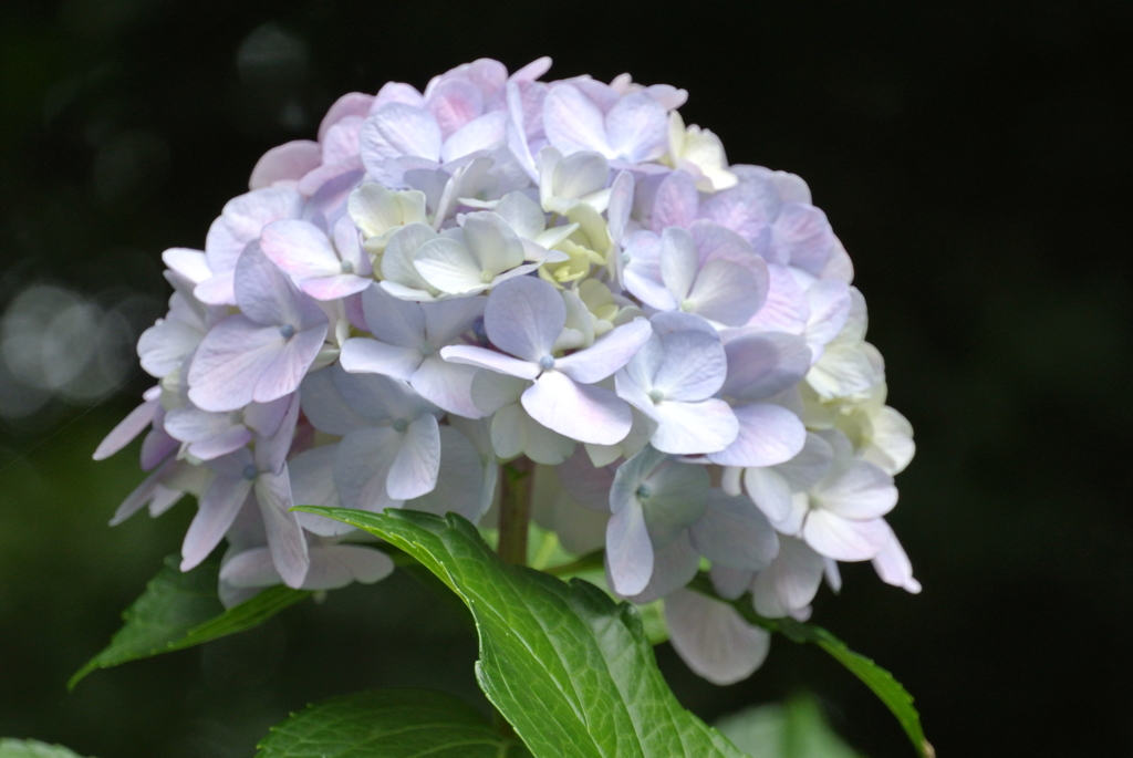 a white fairy