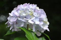 a white fairy