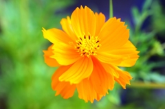 yellow cosmos