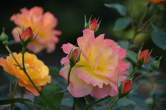 Rose named Anne Frank