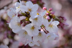 外堀通りの桜