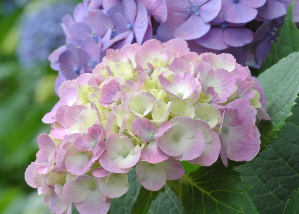 pastel colors