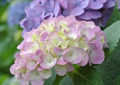 pastel colors