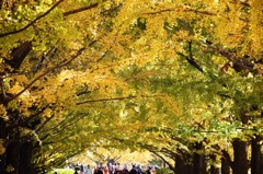 under big ginkgo trees